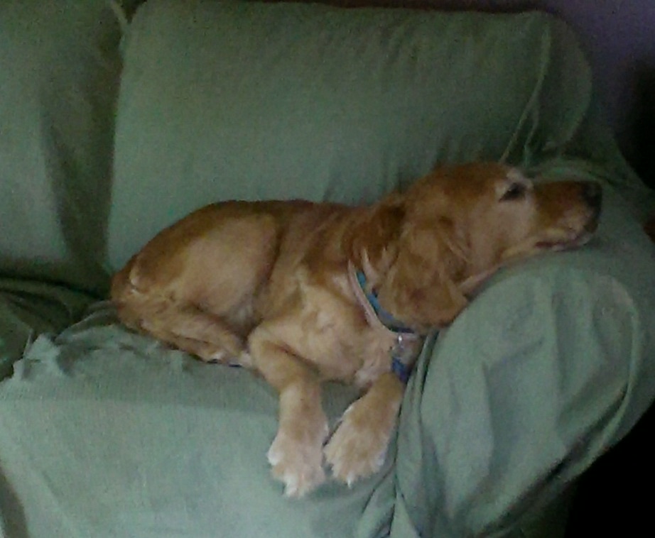 napping golden