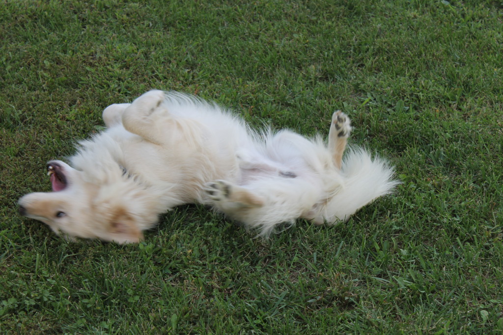 rolling white fluffy dog