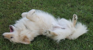 rolling white fluffy dog