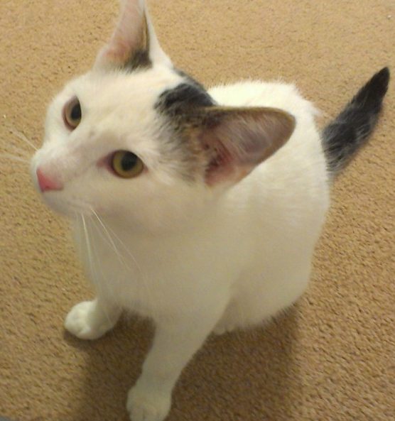 Heartworm disease in cats