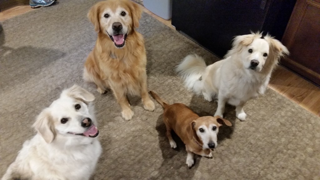 brown and white dogs