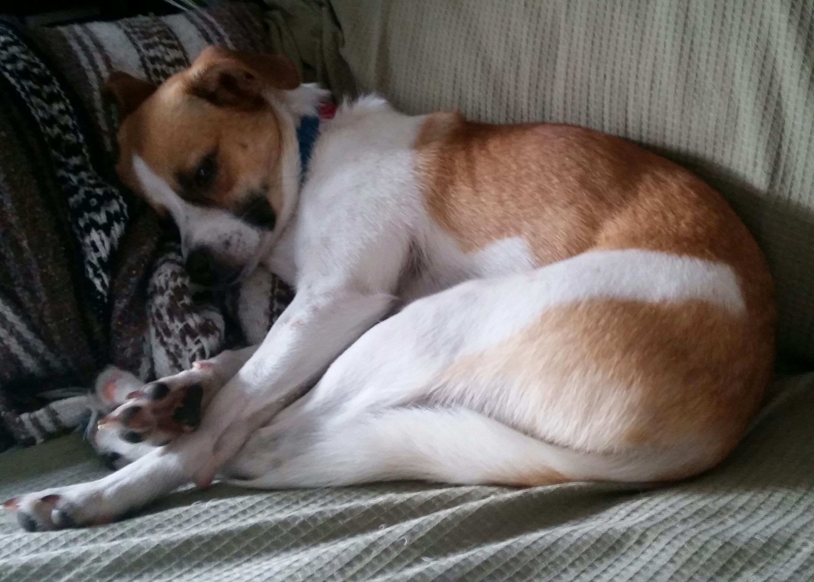 jack russel mix sleeping dog