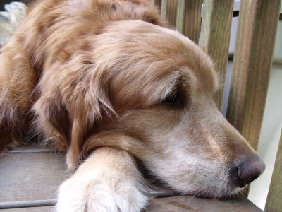 Does your dog need a leptospirosis vaccine?