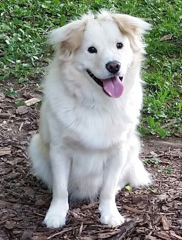 My blind dog – and what I learned