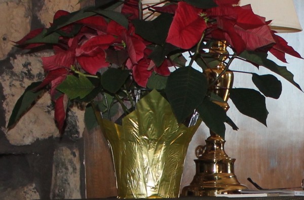 poinsettia will not kill your pet