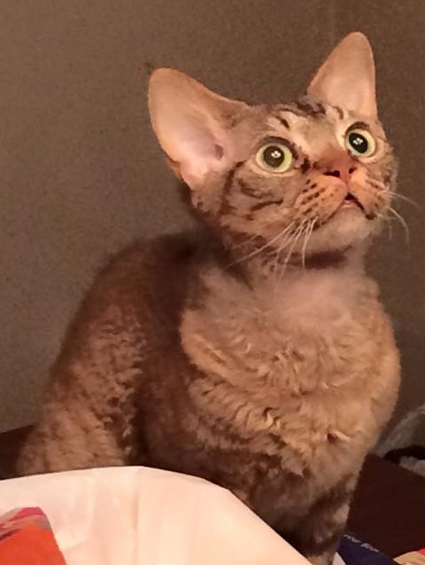 devon rex cat