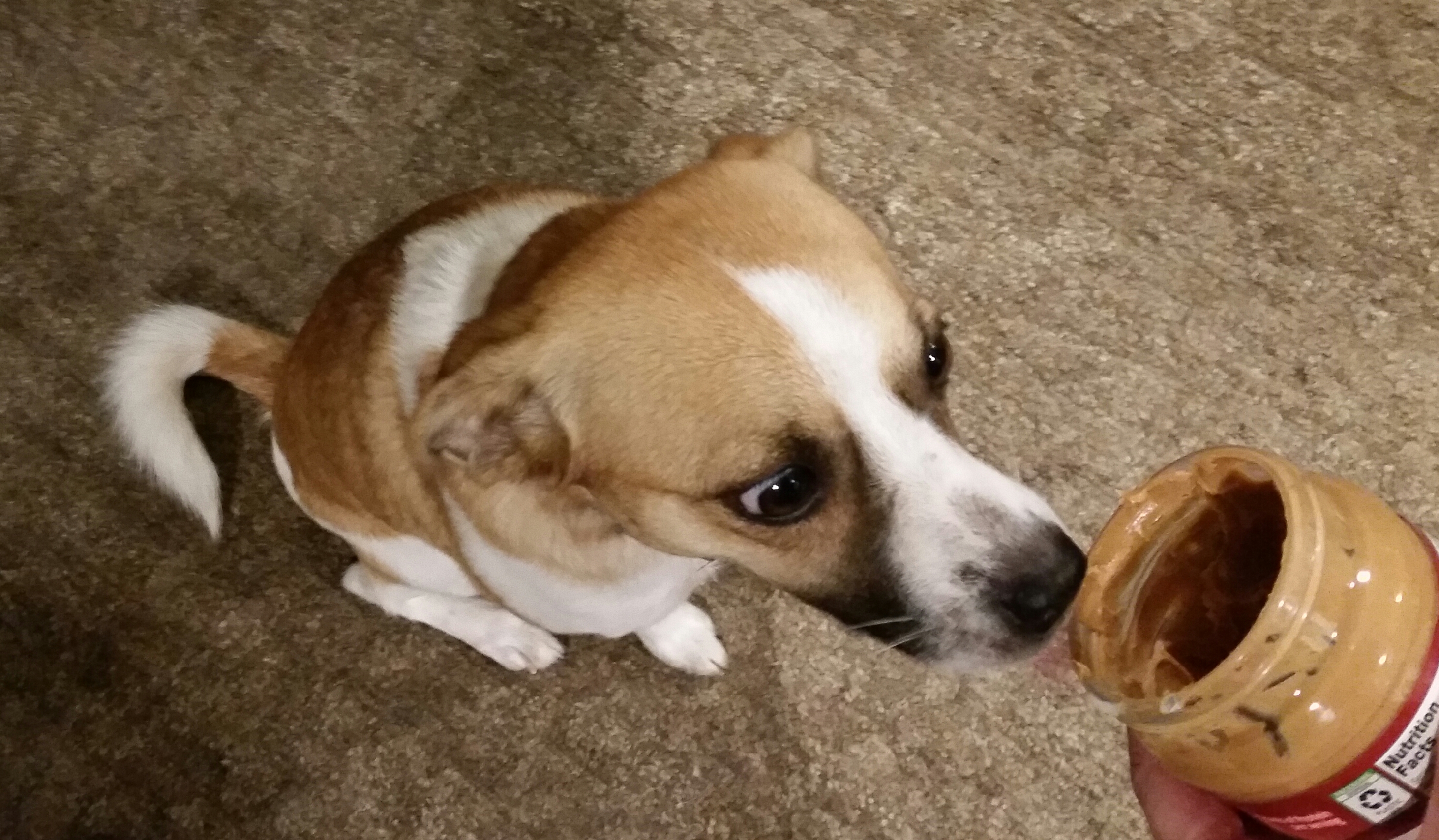 dog eating peanut butter