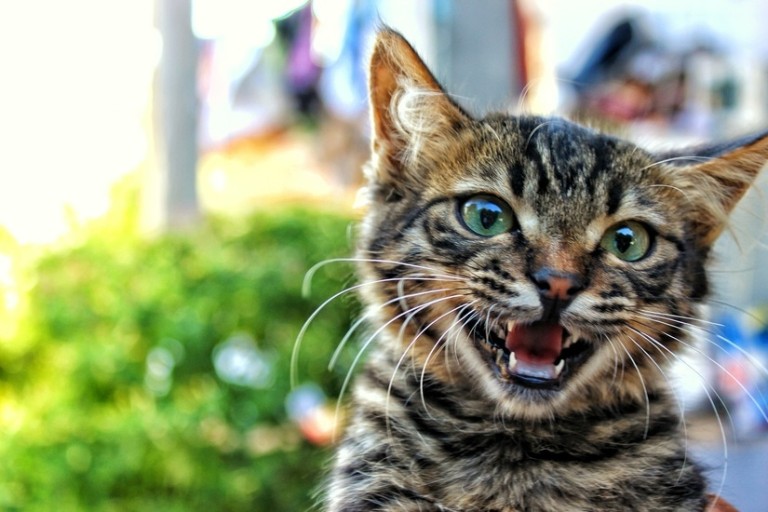 hissing tabby cat
