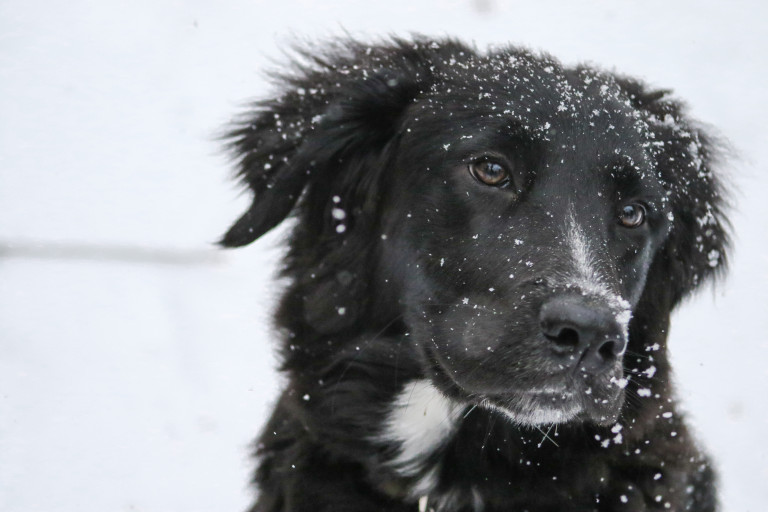 black dog in snow
