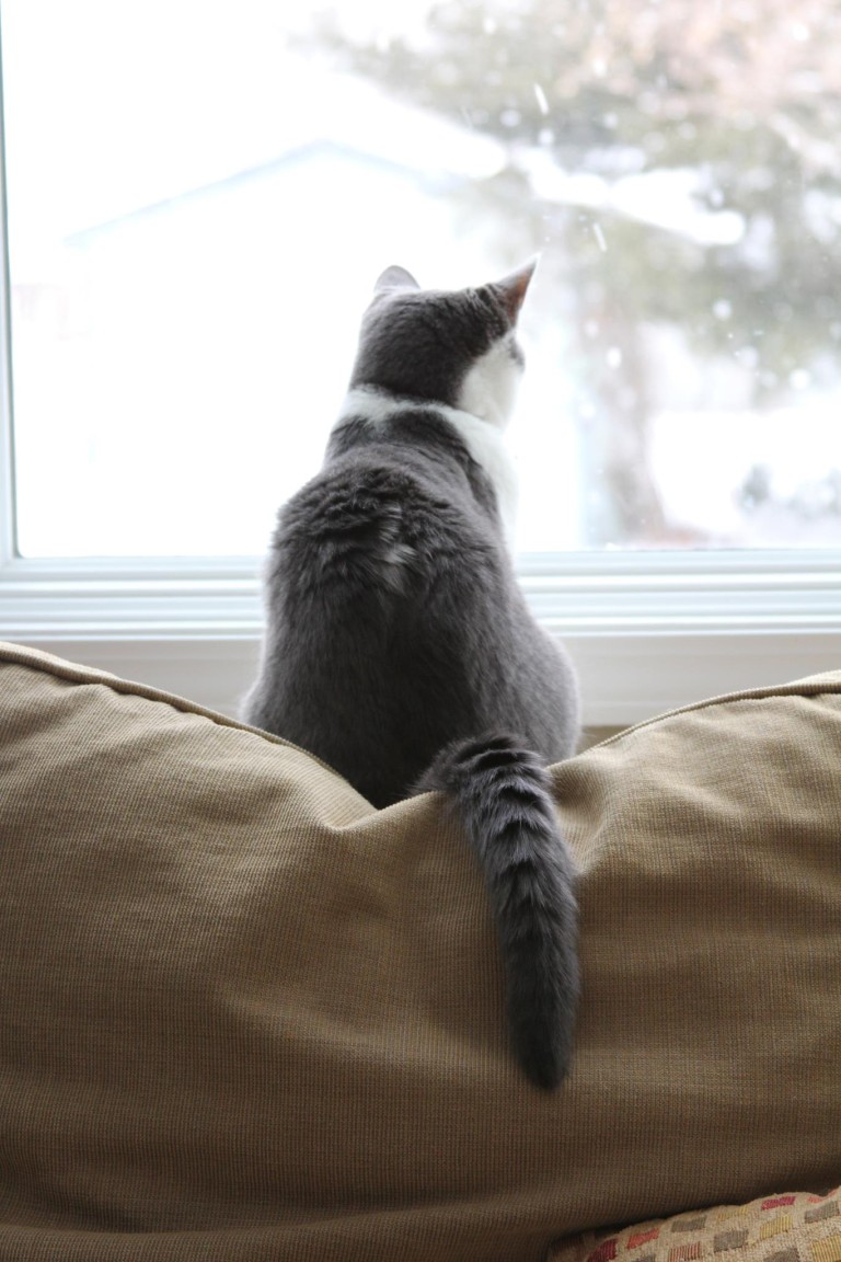 cat looking out window