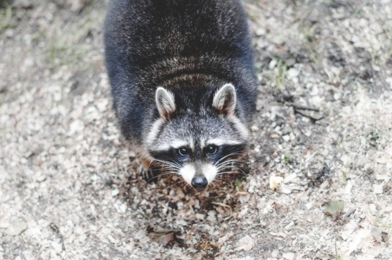 distemper raccoon