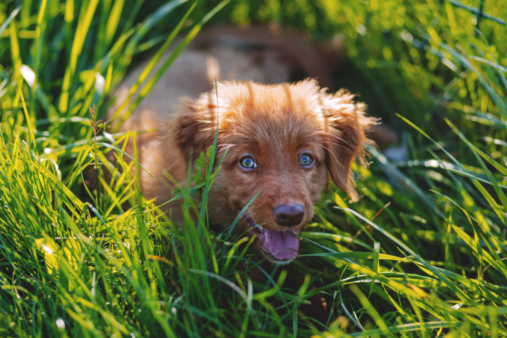 dog in grass