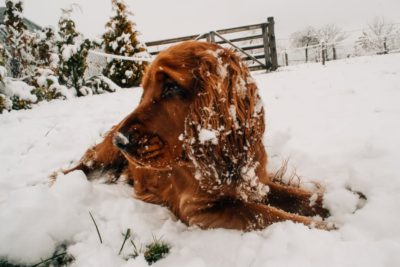 dog laying in snow