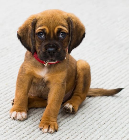 boxer puppy, hip dysplasia