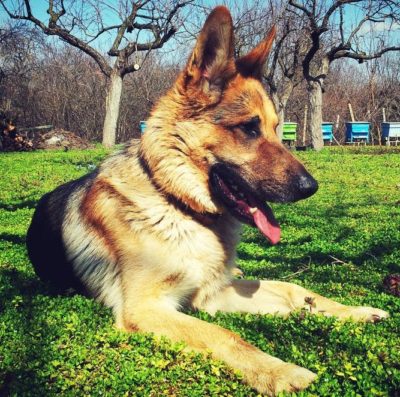 puppies should not take vitamin c