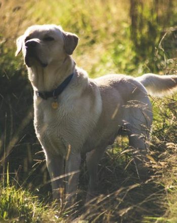yellow lab, torn ACL