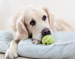 dog confined for surgery