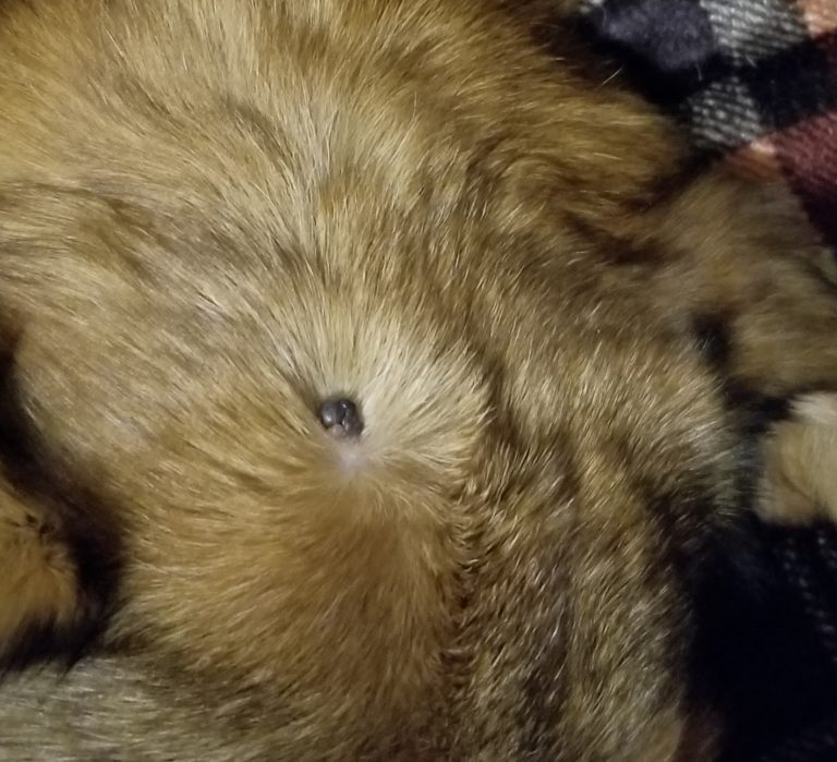 Is it a tick? How to tell if it’s a tick on your dog or cat – with pictures!