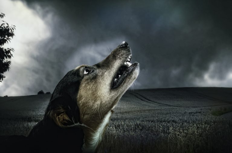 Solar Eclipse – is your pet truly in danger?