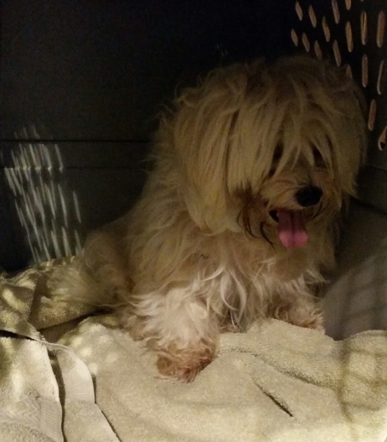 Rescuing dogs from puppy mills – how NOT to do it!