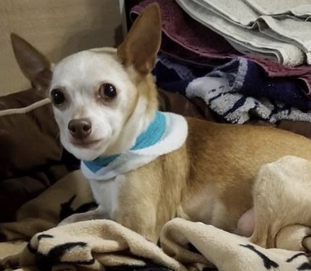 dog after heartworm treatment