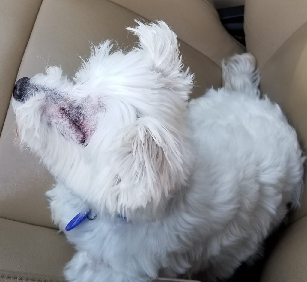 dog with eye removed