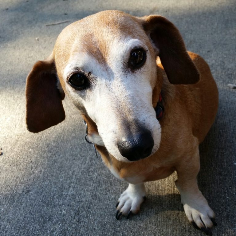 dog, liver, veterinary