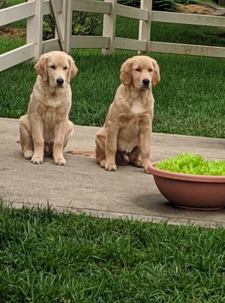 golden puppies